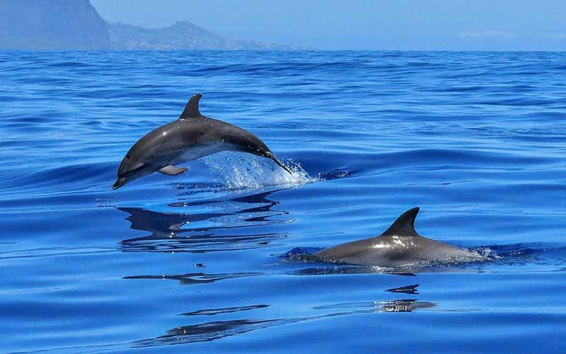 dolphin